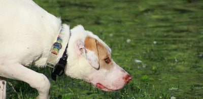 Rastreo GPS para Perros y sus Beneficios
