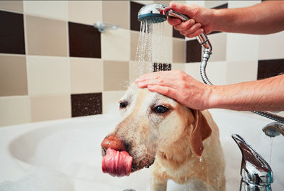 ¿A qué edad se puede bañar un perro?