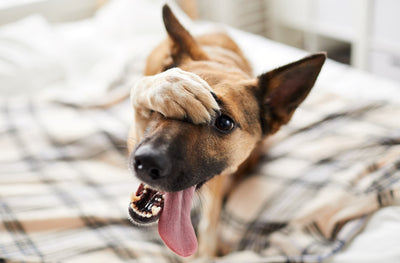 A mi perro le suenan las tripas. Posibles razones