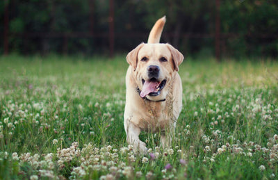 Cómo funciona un GPS para perros