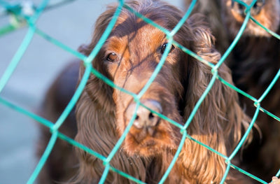 Cuánto cuesta y lo que debes saber para adoptar un perro