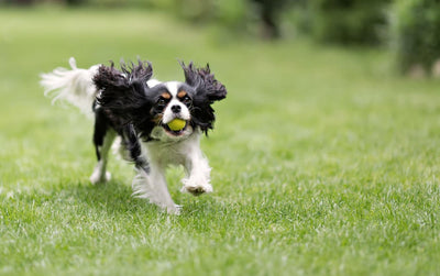 ¿Merece la pena un GPS para perros?