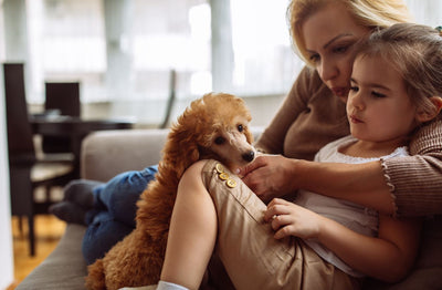 ¿Cuánto cuesta un GPS para perros?