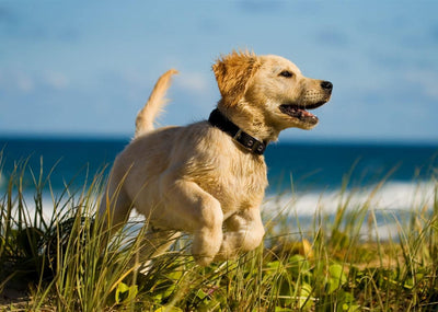Cuidados de un perro cachorro