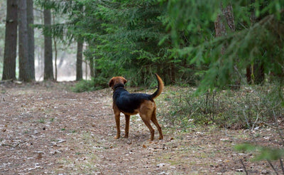 GPS para perros de caza y su importancia
